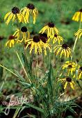 Echinacea paradoxa